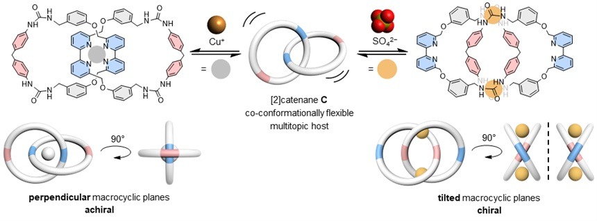 HKU Chemists Develop a Chameleon-like Molecular Chain with Dual Ion Binding Capability