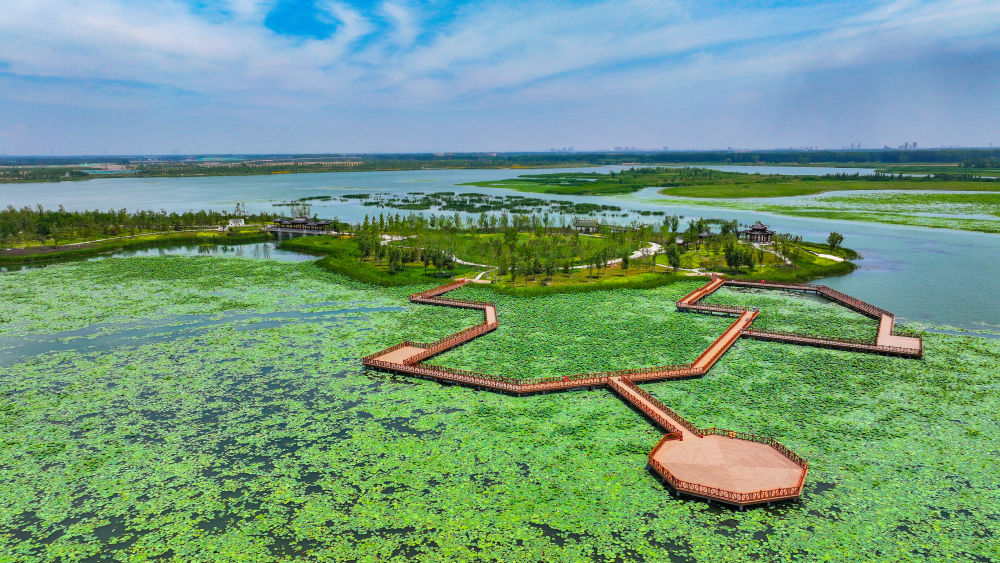 Restoring Nature: Baiyangdian’s Journey to Becoming a Bird Paradise