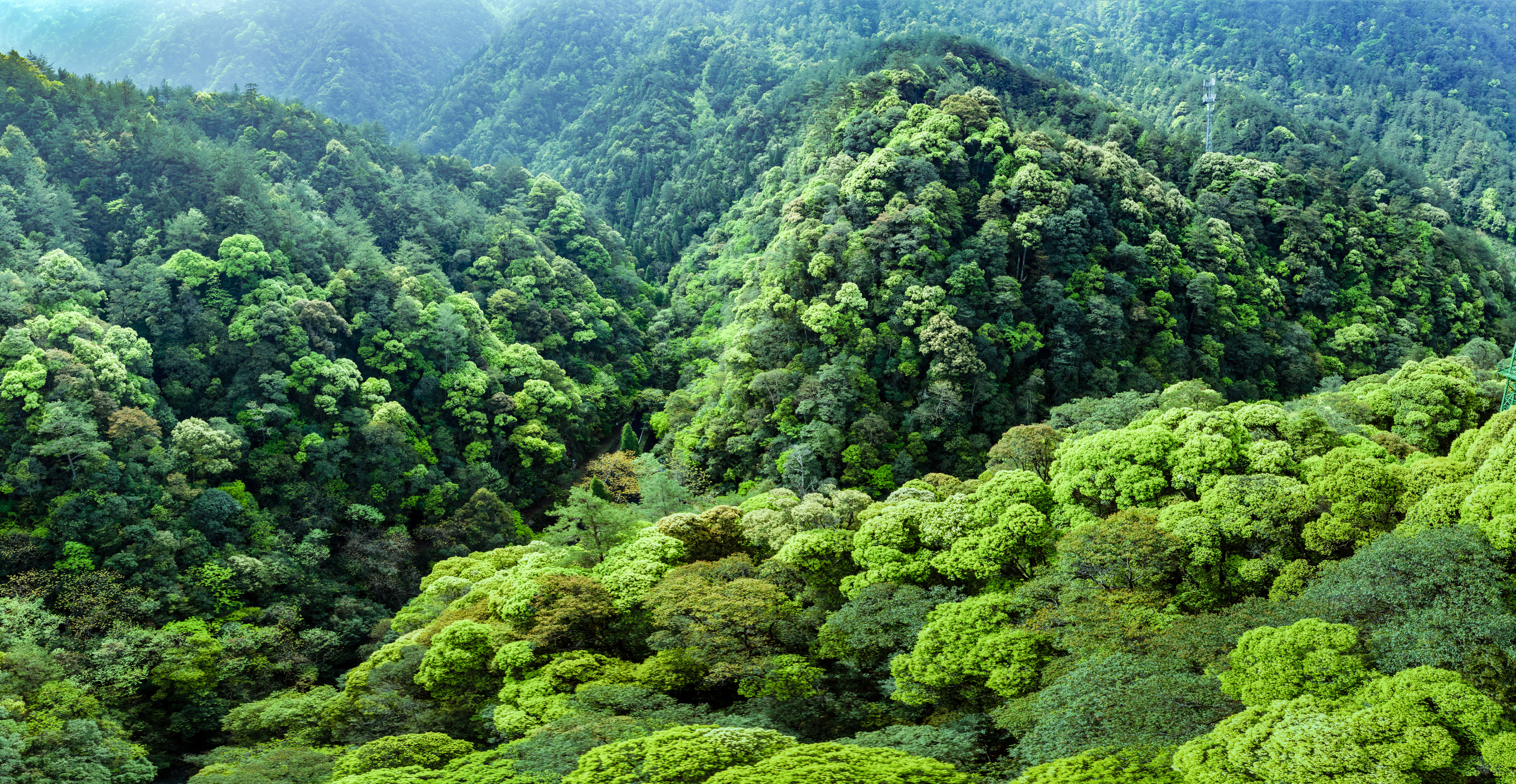 Qianjiangyuan: “China’s Amazon Rainforest” Nurtures Innovative Examples of Ecological Protection