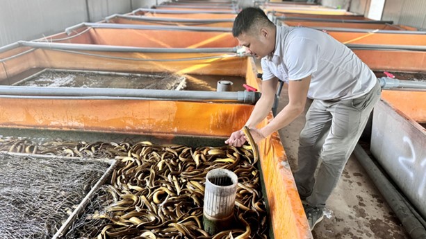 Vietnam boosts eel exports by improving quality standards