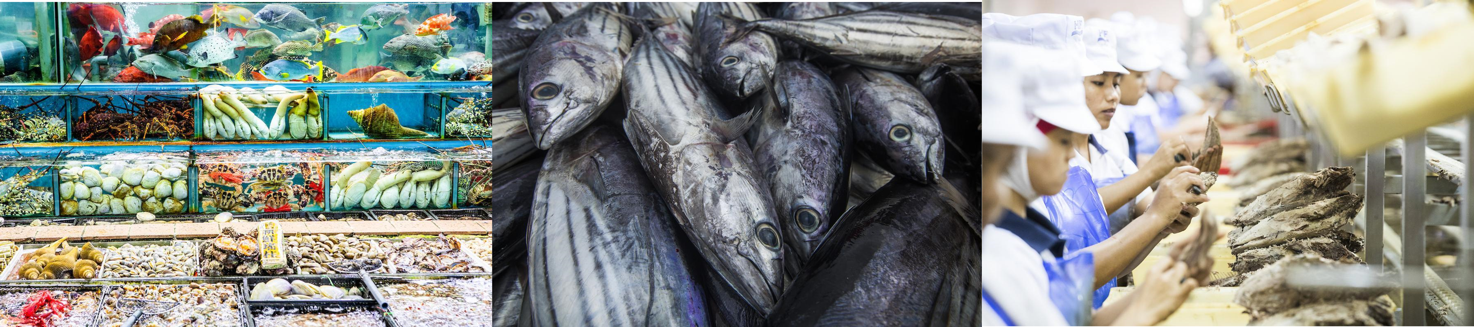 Seafood stakeholders call for a level playing field for Sustainability