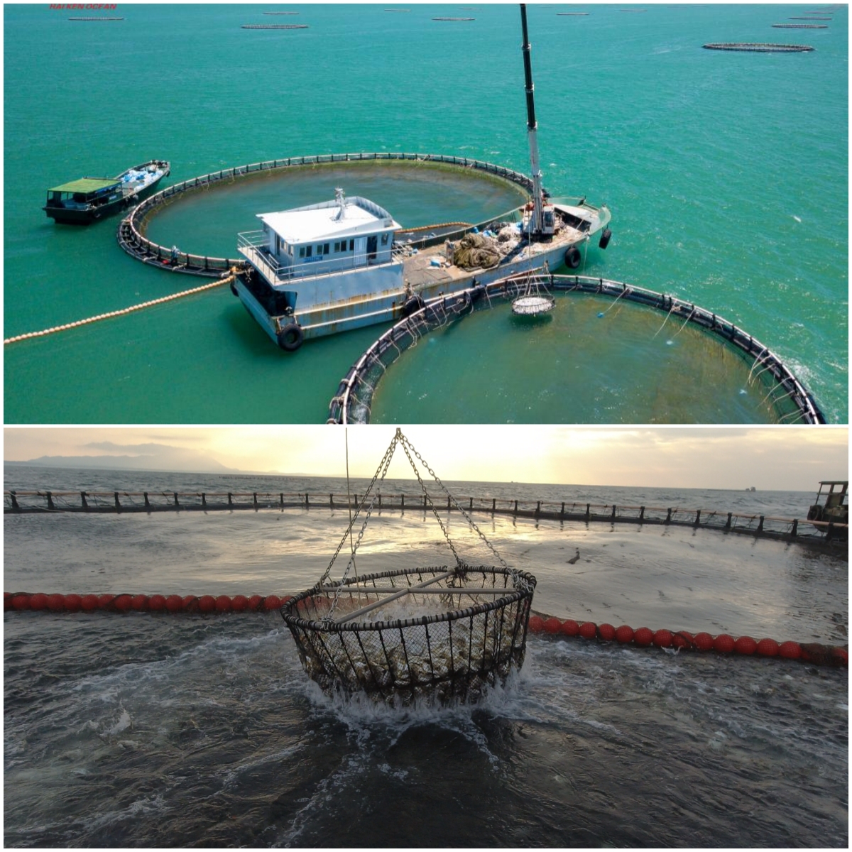 Hainan fish on global tables: testament to successful Hainan Fresh Products initiative