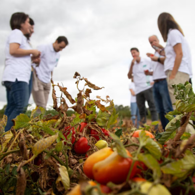 Protecting nature at scale: Unilever’s progress on implementing regenerative agriculture
