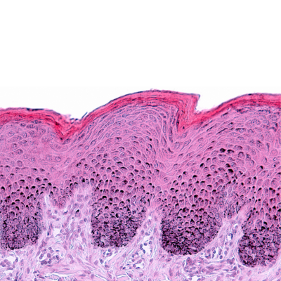 SGS releases new white paper in support of non-animal clinical testing