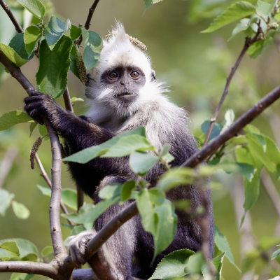 Tech-Driven Restoration: Saving the World’s Critically Endangered White-headed Langur